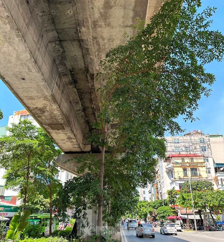 Cám cảnh cây xanh Hà Nội còi cọc 'đụng' gầm đường trên cao - Ảnh 2.