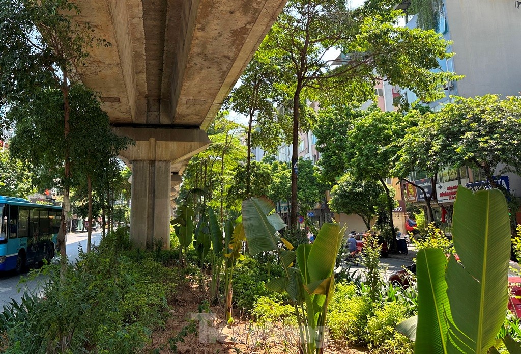 Cám cảnh cây xanh Hà Nội còi cọc 'đụng' gầm đường trên cao - Ảnh 5.