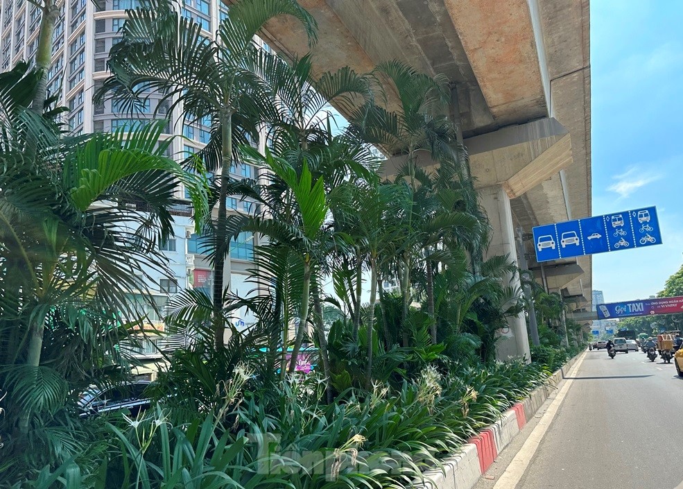 Cám cảnh cây xanh Hà Nội còi cọc 'đụng' gầm đường trên cao - Ảnh 9.