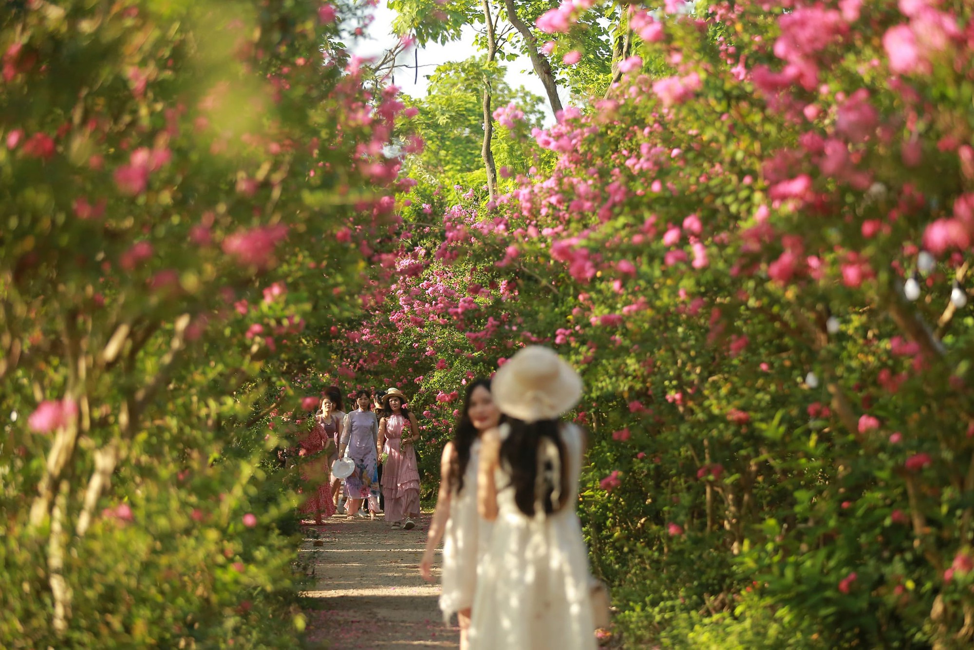 &quot;Ốc đảo&quot; giữa lòng Hà Nội với đường hoa màu hồng cổ tích, mở cửa từ sáng sớm, thích hợp cho các gia đình &quot;trốn nóng&quot; - Ảnh 1.