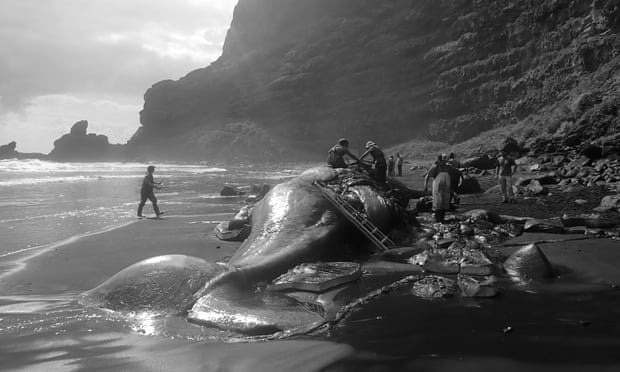 Cá voi chết dạt vào bờ biển, các nhà nghiên cứu mổ bụng phát hiện &quot;hòn đá&quot; hóa ra là giá trị ngàn vàng - Ảnh 4.