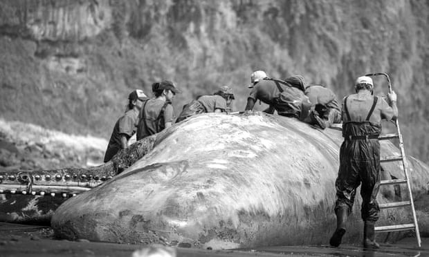 Cá voi chết dạt vào bờ biển, các nhà nghiên cứu mổ bụng phát hiện &quot;hòn đá&quot; hóa ra là giá trị ngàn vàng - Ảnh 1.