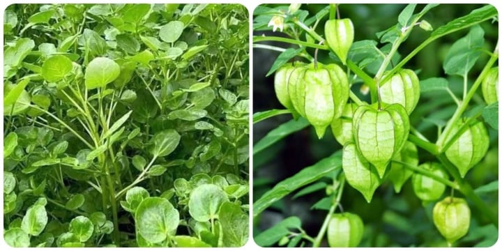 3 loại rau 'trường thọ' mọc dại đầy ở Việt Nam còn tốt hơn cả 'nhân sâm' - Ảnh 1.