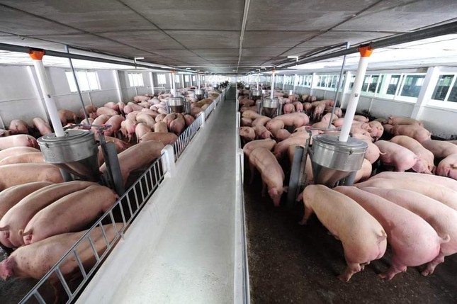 Giá lợn hơi tăng mạnh, sắp cán mốc 70.000 đồng/kg - Ảnh 1.
