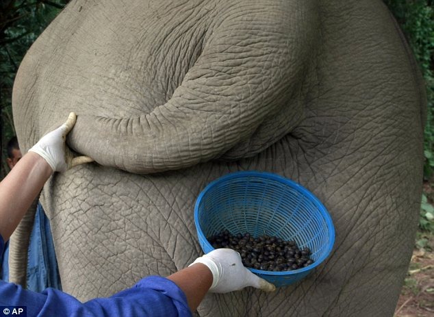 Người phụ nữ bới phân voi tìm hạt cà phê, tưởng kỳ quặc nhưng là hành động tạo ra ly đồ uống hảo hạng giá hơn triệu đồng, giới nhà giàu mê mẩn - Ảnh 3.