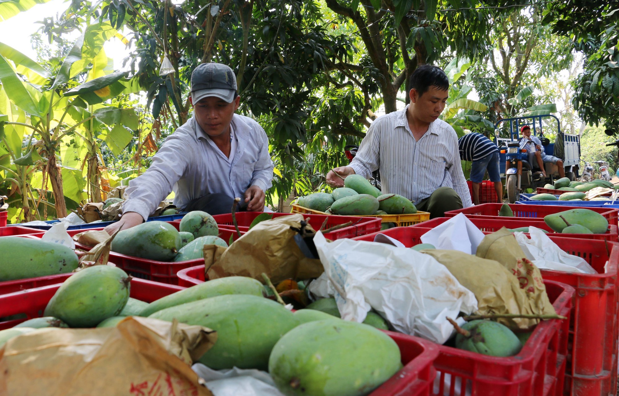 Xuất khẩu rau quả có thể đạt trên 5 tỷ USD - Ảnh 1.