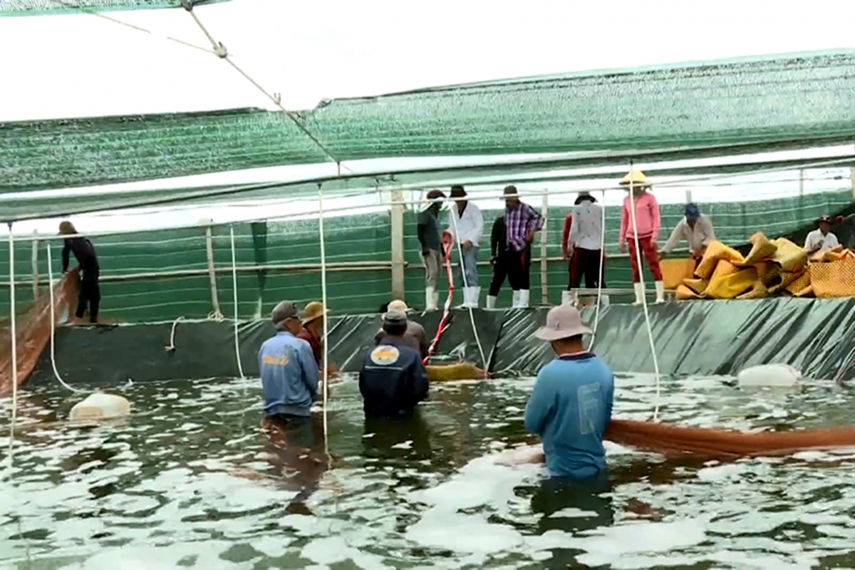 Giá tôm bắt đầu tăng nhẹ, người nuôi vẫn e dè chưa dám thả giống