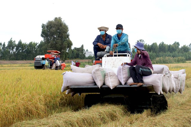 Giá lúa, gạo tiếp tục tăng mạnh - Ảnh 1.