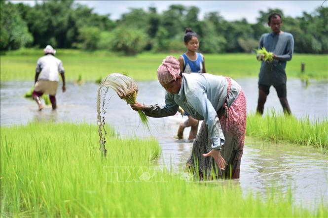 Những 'cơn gió ngược' trên thị trường gạo thế giới - Ảnh 2.