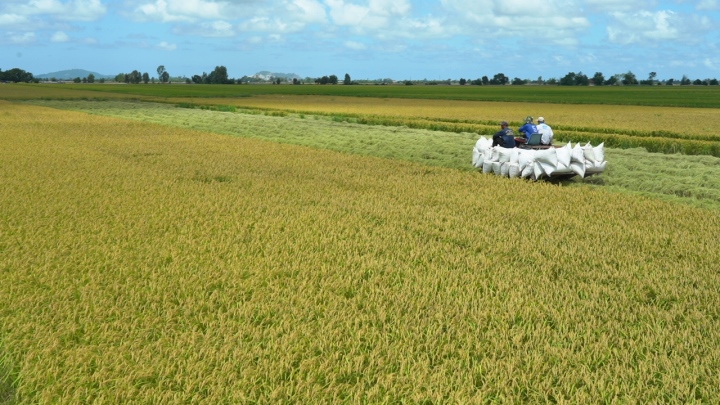 Tăng 50.000 ha trồng lúa là phản ứng linh hoạt để chớp thời cơ xuất khẩu gạo - Ảnh 1.