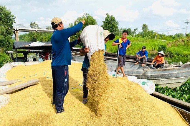 Giá gạo tăng từng ngày, Bộ Công Thương có động thái mới - Ảnh 1.