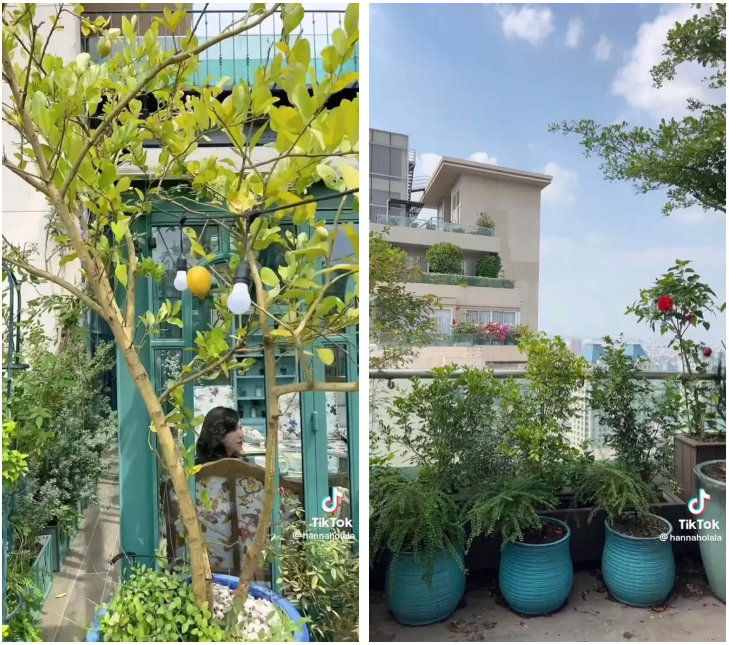 CEO sống trong penthouse 600m2 mát tay làm vườn: Trồng cây sai trĩu quả, chăm hoa đua nở rực rỡ - Ảnh 2.