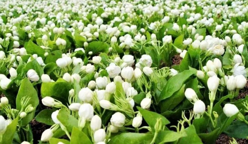 ‘Ngọc trắng’ phổ biến ở Việt Nam sang nước ngoài là vật quý, bán hơn 500 nghìn/kg, phần chiết xuất còn lên tới hơn 100 triệu đồng/lít: Bí quyết nằm ở quy trình sản xuất đặc biệt - Ảnh 1.