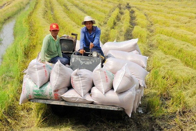 Các nước cấm xuất khẩu gạo, Bộ Nông nghiệp đề xuất gì với Thủ tướng? - Ảnh 1.