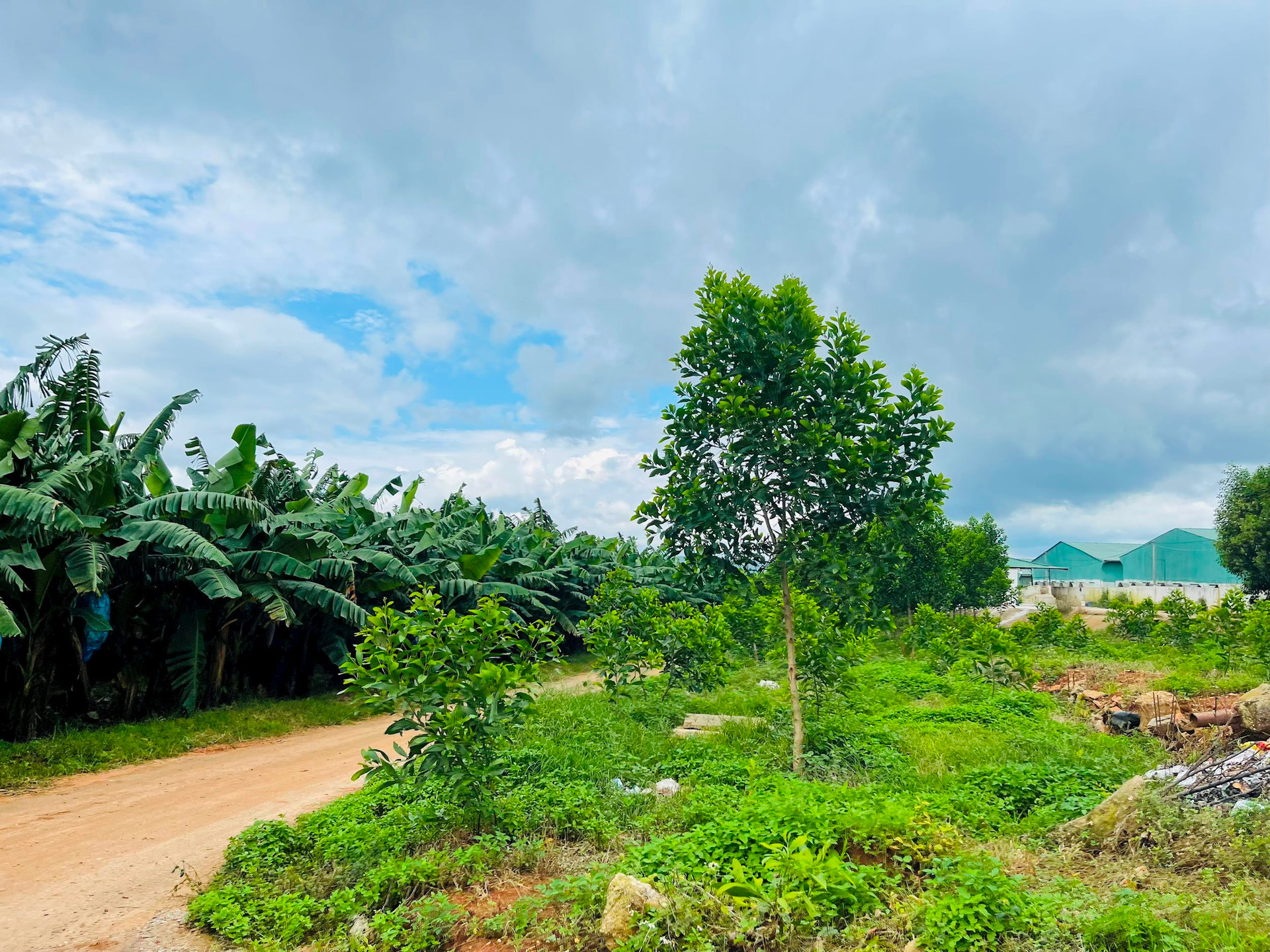 Ông Trần Văn Dai ở HAGL: 2 năm không lương dù là công thần từ “heo ăn chuối” đến “tuần hoàn 100%” không 1 giọt thải ra môi trường - Ảnh 2.