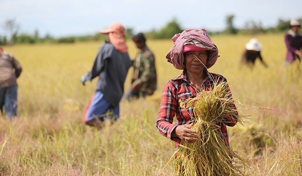 Quốc gia 'sát sườn' Việt Nam với giấc mơ trở thành ‘vựa gạo của ASEAN’ - Ảnh 1.