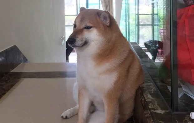 Chú chó Shiba phổ biến được chế meme tối đa social khuất ở tuổi hạc 12 - Hình ảnh 1.