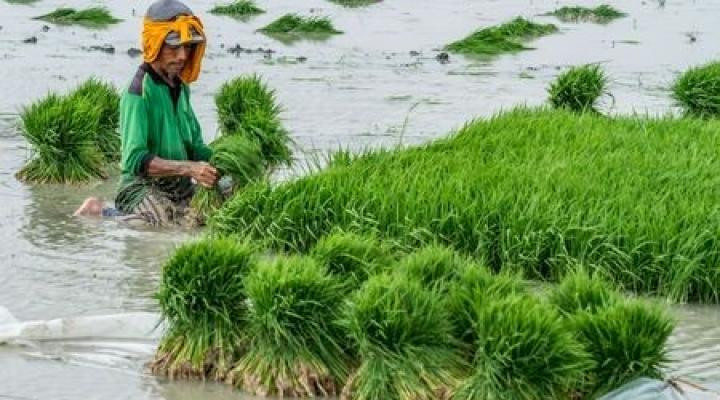 Quốc gia 'sát sườn' Việt Nam hưởng lợi lớn từ lệnh cấm của Ấn Độ: Giá gạo tăng 30-40%, thời cơ xuất khẩu rộng mở - Ảnh 2.