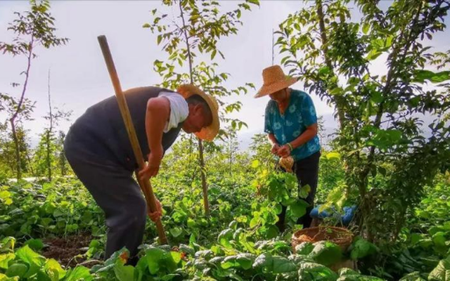 Mặc bố mẹ can ngăn, 9X bỏ việc lương cao, về làm 'nông dân', mỗi năm thu về 19,9 tỷ đồng - Ảnh 4.