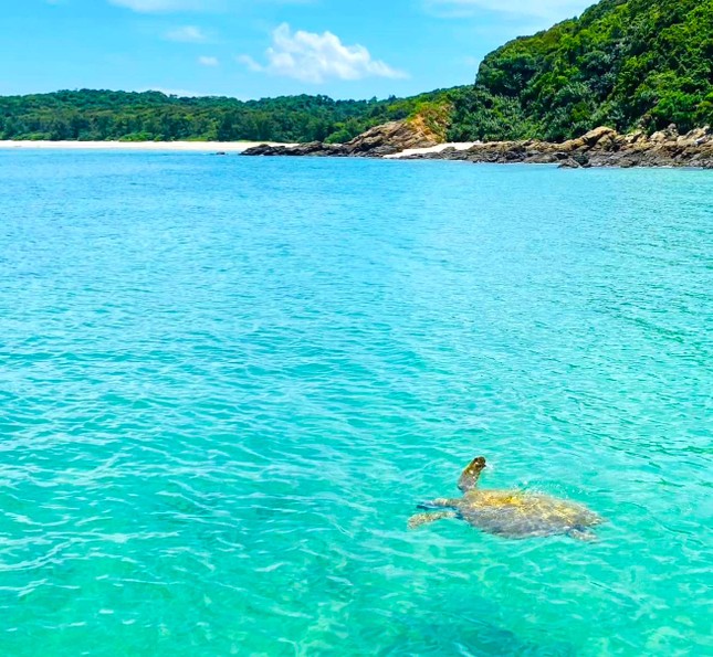 Sau một năm không mang rác thải nhựa lên đảo: Cá heo, rùa biển xuất hiện tại vùng biển Cô Tô - Ảnh 2.