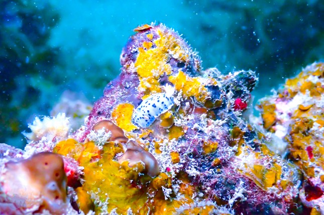 Sau một năm không mang rác thải nhựa lên đảo: Cá heo, rùa biển xuất hiện tại vùng biển Cô Tô - Ảnh 3.
