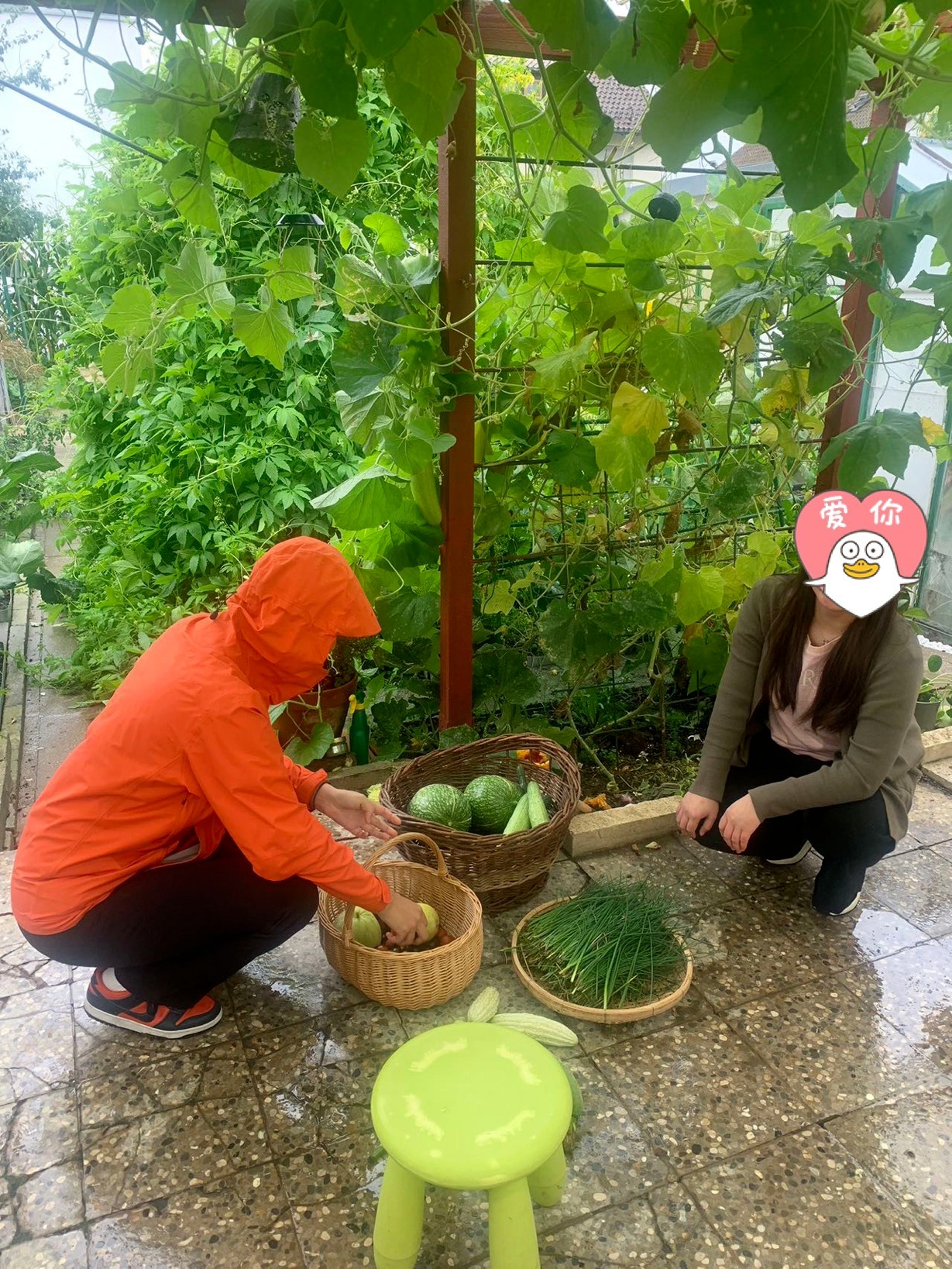 Vườn rau muống cà chua cực xịn ở Đức, chính chủ chỉ muốn nghỉ việc để ở nhà trồng rau - Ảnh 2.