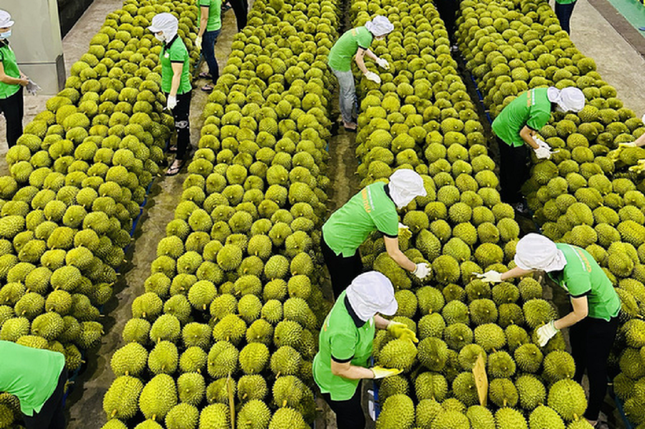 Xuất khẩu rau quả đạt kỷ lục, sầu riêng xứng danh 'vua trái cây' - Ảnh 1.