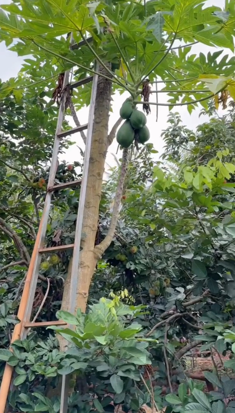 Khu vườn nhà HHen Niê hút gần 10 triệu lượt xem: Rau xanh trái ngọt sum suê, netizen tấm tắc “đỡ tốn tiền đi chợ” - Ảnh 12.