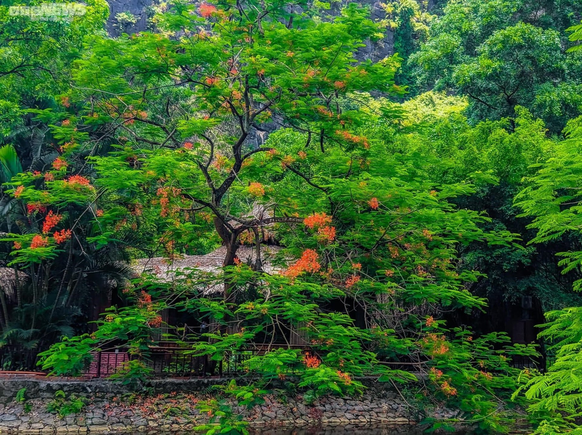 Ngắm mùa Thu lãng mạn tại 'thiên đường sống ảo' Hang Múa - Ảnh 8.