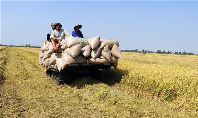 Giá gạo xuất khẩu Việt Nam vẫn giữ vị trí cao nhất - Ảnh 1.