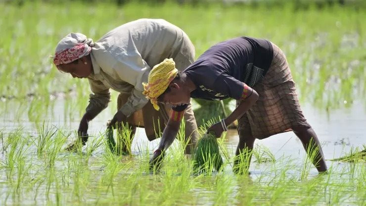 Giá gạo tăng phi mã, chính phủ Thái Lan bất ngờ yêu cầu nông dân hạn chế trồng lúa vì lý do này - Ảnh 1.