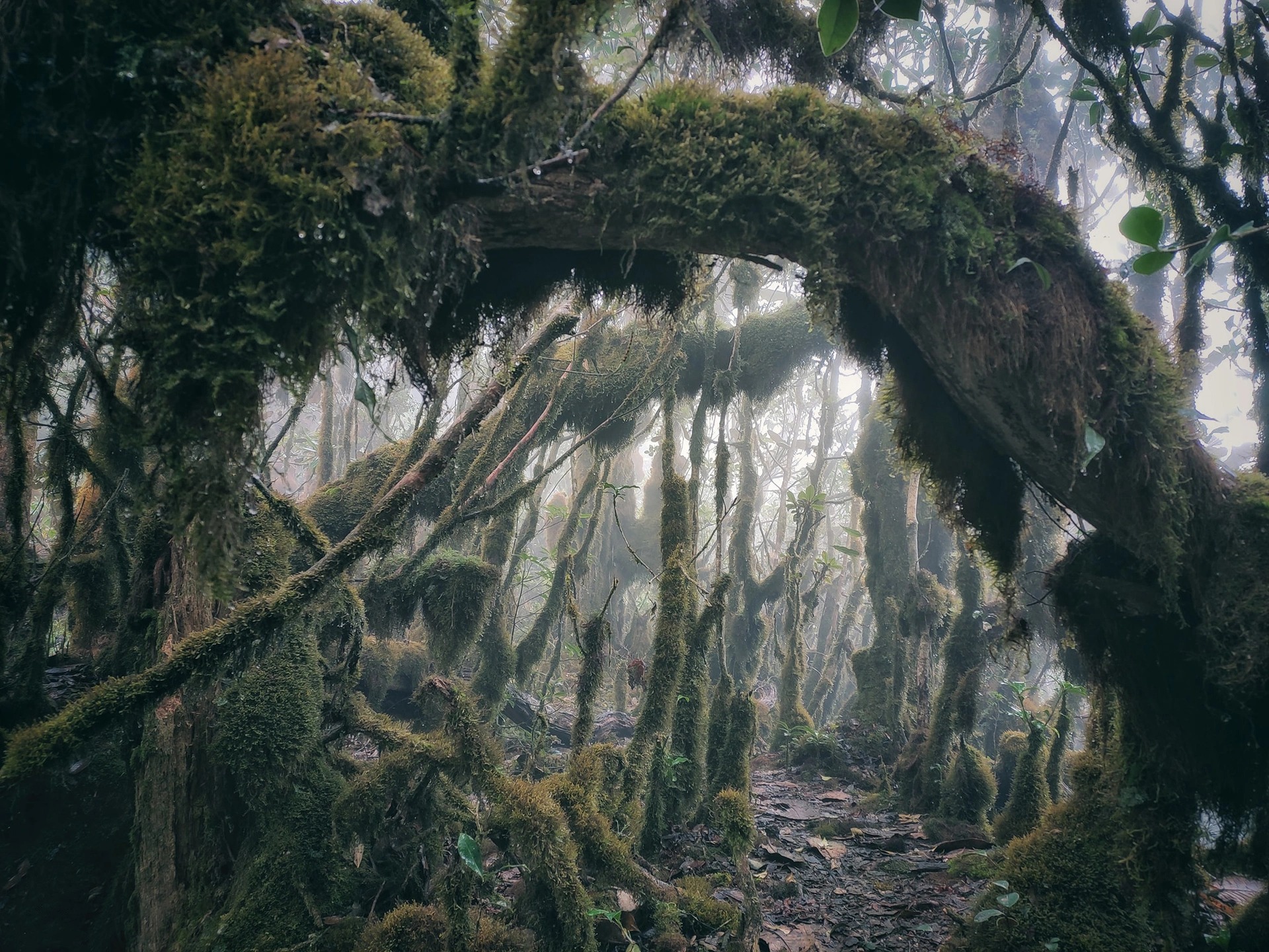 Phát hiện cánh rừng nguyên sinh kỳ bí như trong phim Hollywood ở ngay vùng núi phía Bắc Việt Nam, du khách nhận xét cảnh đẹp như chốn thần tiên - Ảnh 2.