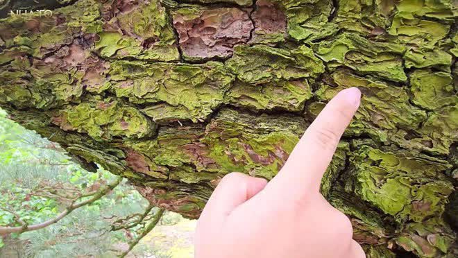 Thăm chủ nhân 15 vườn Nhật sở hữu loạt “bảo vật” quý giá nhất thế giới, rưng rưng thấy một vật dụng rất Việt Nam - Ảnh 6. Thăm chủ nhân 15 vườn Nhật sở hữu loạt “bảo vật” quý giá nhất thế giới, rưng rưng thấy một vật dụng rất Việt Nam - Ảnh 6.
