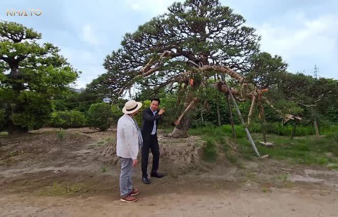 Thăm chủ nhân 15 vườn Nhật sở hữu loạt “bảo vật” quý giá nhất thế giới, rưng rưng thấy một vật dụng rất Việt Nam - Ảnh 3. Thăm chủ nhân 15 vườn Nhật sở hữu loạt “bảo vật” quý giá nhất thế giới, rưng rưng thấy một vật dụng rất Việt Nam - Ảnh 3.
