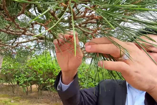 Thăm chủ nhân 15 vườn Nhật sở hữu loạt “bảo vật” quý giá nhất thế giới, rưng rưng thấy một vật dụng rất Việt Nam - Ảnh 9. Thăm chủ nhân 15 vườn Nhật sở hữu loạt “bảo vật” quý giá nhất thế giới, rưng rưng thấy một vật dụng rất Việt Nam - Ảnh 9.