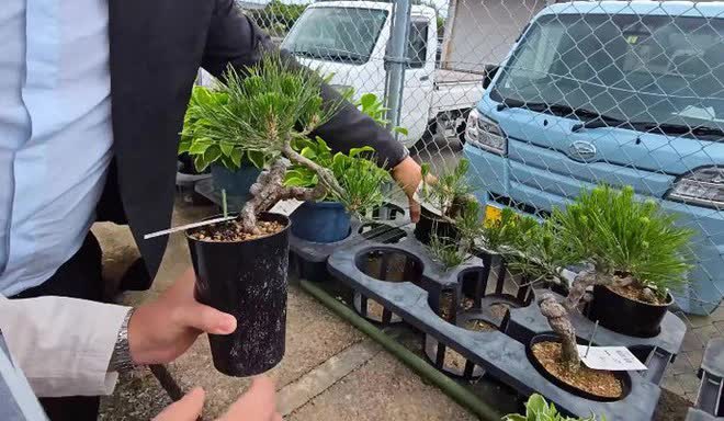 Thăm chủ nhân 15 vườn Nhật sở hữu loạt “bảo vật” quý giá nhất thế giới, rưng rưng thấy một vật dụng rất Việt Nam - Ảnh 8. Thăm chủ nhân 15 vườn Nhật sở hữu loạt “bảo vật” quý giá nhất thế giới, rưng rưng thấy một vật dụng rất Việt Nam - Ảnh 8.