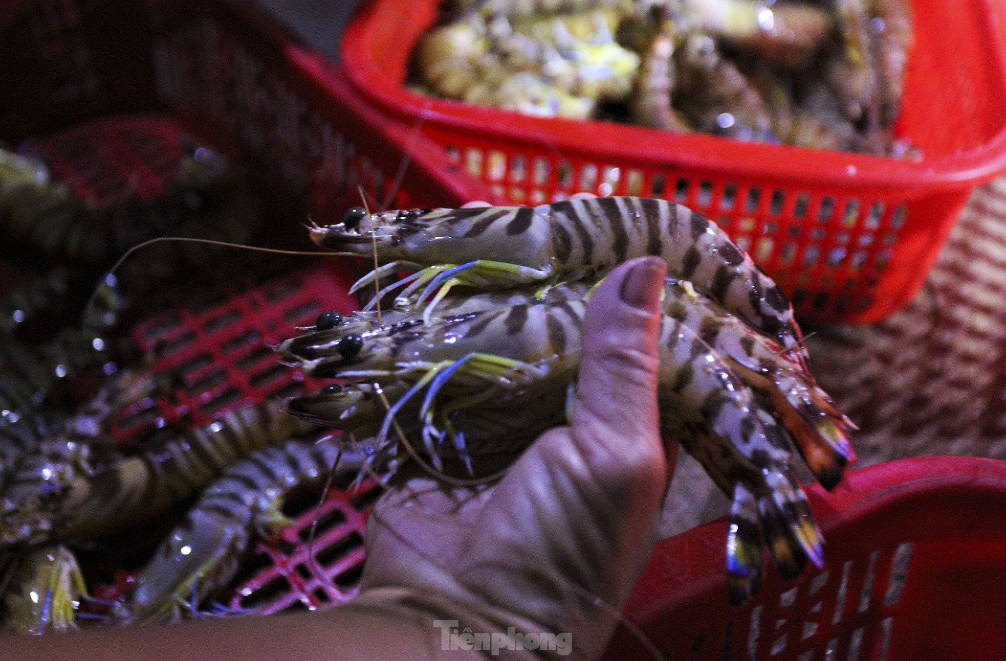 Soi đèn đi chợ hải sản đặc biệt ở Hà Tĩnh lúc tờ mờ sáng - Ảnh 9.