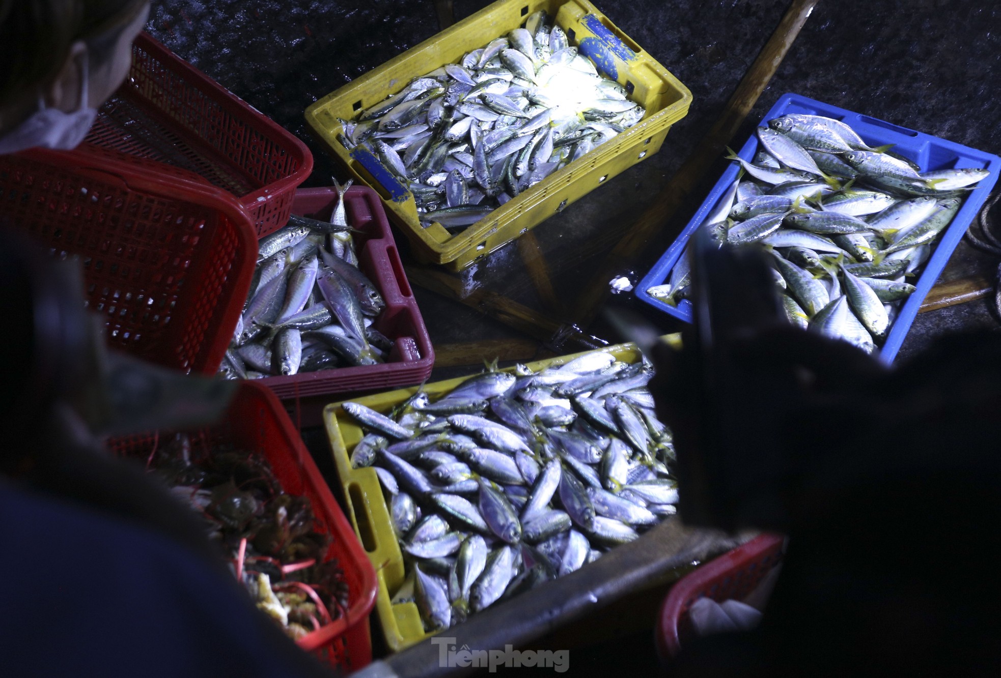 Soi đèn đi chợ hải sản đặc biệt ở Hà Tĩnh lúc tờ mờ sáng - Ảnh 10.