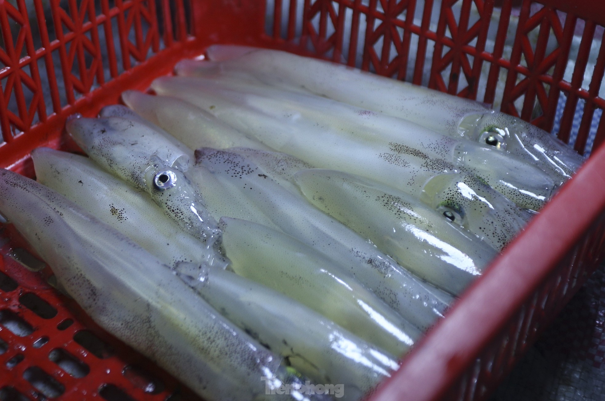 Soi đèn đi chợ hải sản đặc biệt ở Hà Tĩnh lúc tờ mờ sáng - Ảnh 12.
