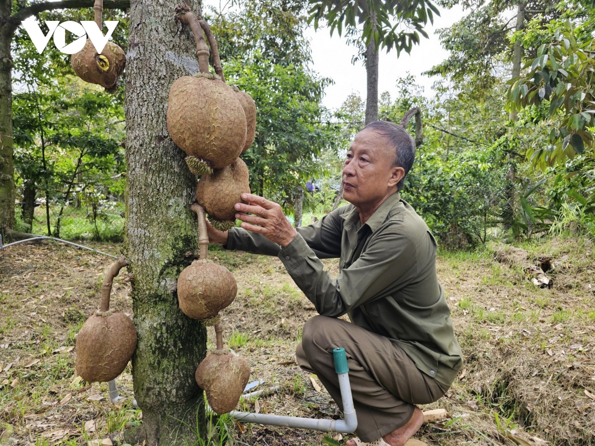 Sầu riêng hết mùa sốt giá, nhà vườn tích cực chăm sóc vườn cây - Ảnh 2.