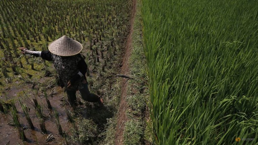 Cảnh báo sụt giảm đáng kể sản lượng thu hoạch trên khắp châu Á - Ảnh 1.