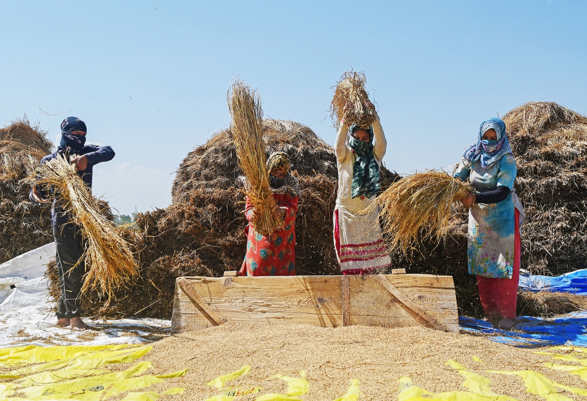 Quyết định cấm xuất khẩu gạo của Ấn Độ ảnh hưởng nhiều tới các nước nghèo - Ảnh 2.