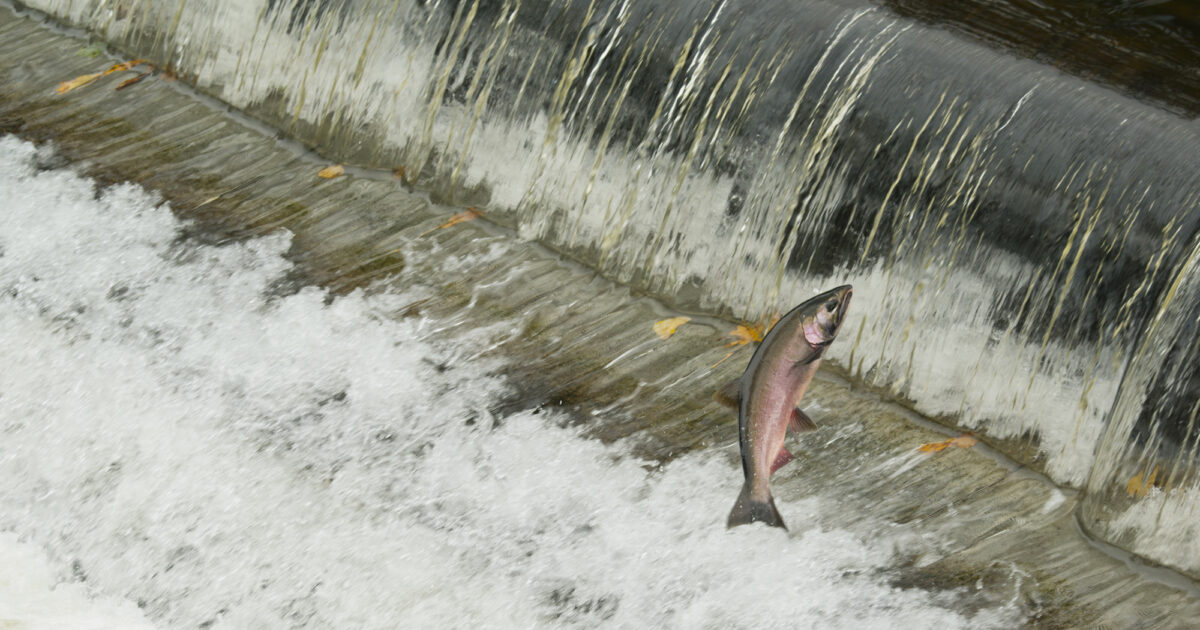 Vì sao Mỹ bỏ 450 triệu USD để dỡ bỏ 4 con đập trên dòng sông là “quê nhà” của cá hồi? - Ảnh 2.