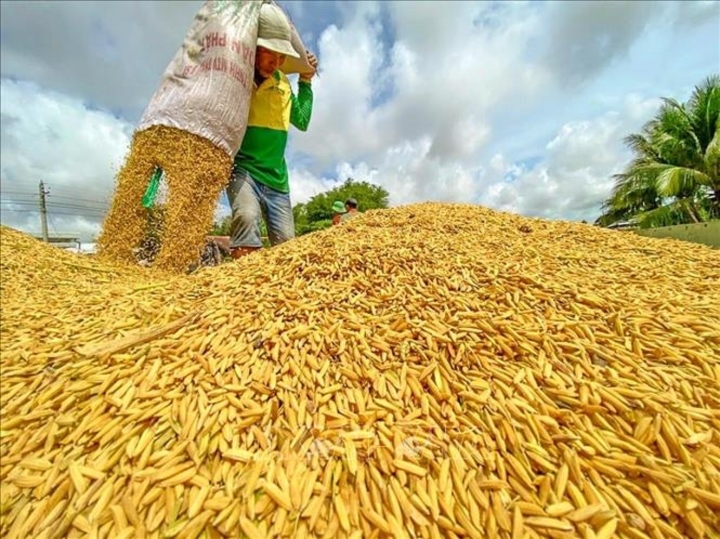 Hỏa tốc đề nghị doanh nghiệp không mua gom gạo ồ ạt làm giá tăng bất hợp lý - Ảnh 1.