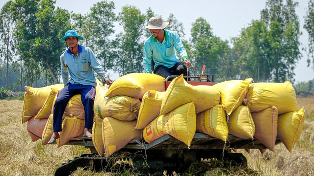 Nhiều nước cấm xuất khẩu, Việt Nam thu hàng tỷ USD từ gạo liệu có nên ‘thừa thắng xông lên’? - Ảnh 2.