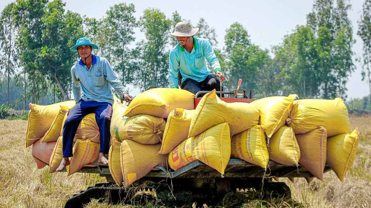 Nhiều nước cấm xuất khẩu, Việt Nam thu hàng tỷ USD từ gạo liệu có nên ‘thừa thắng xông lên’? - Ảnh 1.