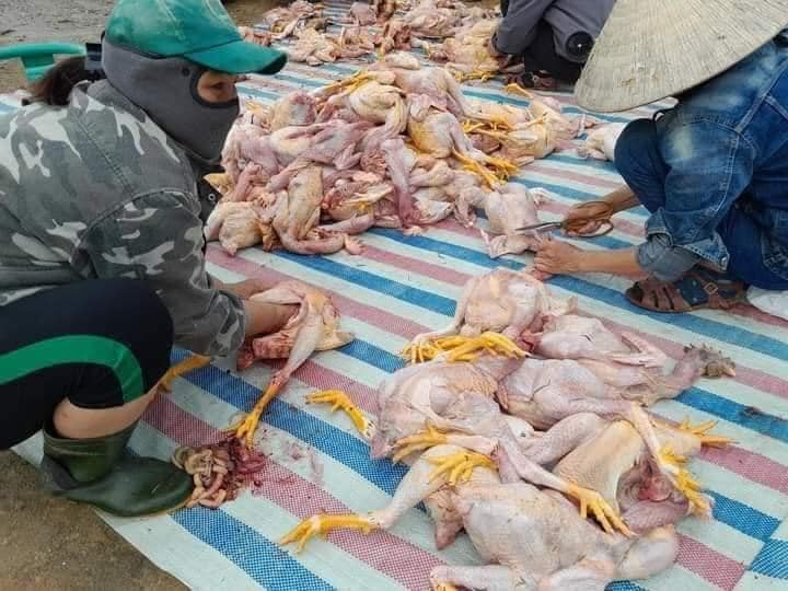 Trang trại gà chết 8000 con, dân làng trắng đêm hỗ trợ làm thịt bán - Ảnh 7. Trang trại gà chết 8000 con, dân làng trắng đêm hỗ trợ làm thịt bán - Ảnh 7.
