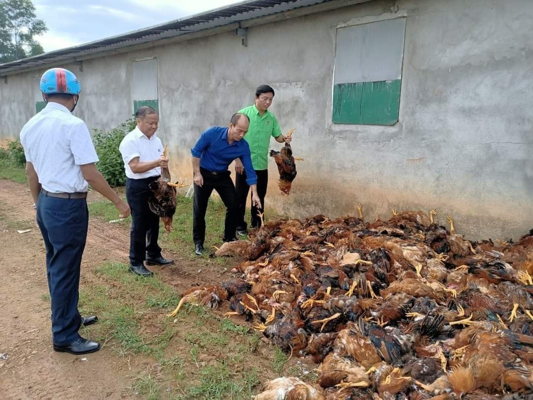 Trang trại gà chết 8000 con, dân làng trắng đêm hỗ trợ làm thịt bán - Ảnh 2. Trang trại gà chết 8000 con, dân làng trắng đêm hỗ trợ làm thịt bán - Ảnh 2.