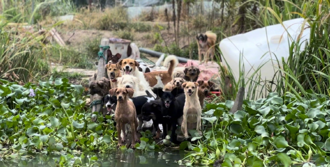Người phụ nữ thuê trọn hòn đảo, giấu gia đình một mình nuôi hơn 200 chú chó lang thang - Ảnh 1.