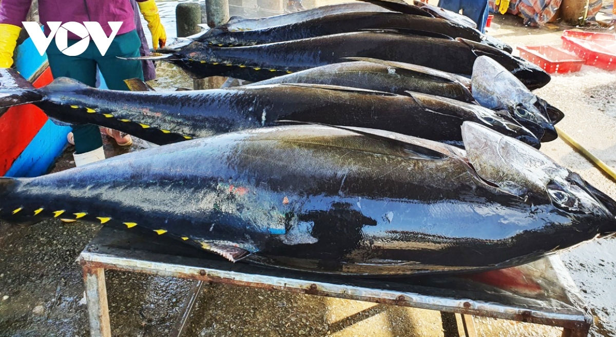 Xuất khẩu cá ngừ sang Hàn Quốc tăng gấp 2,5 lần - Ảnh 1.